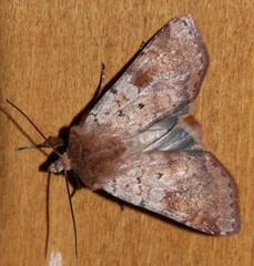 Diarsia mendica