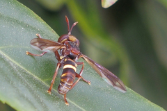 Conops vesicularis