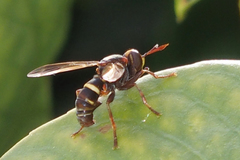Conops vesicularis