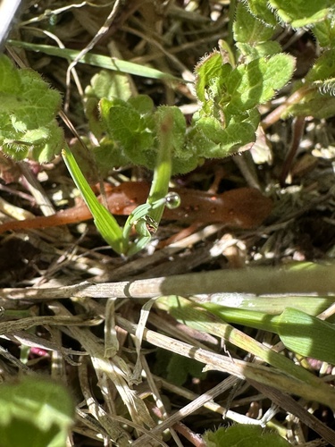 Eastern Newt