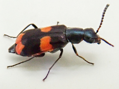 Anthocomus fasciatus