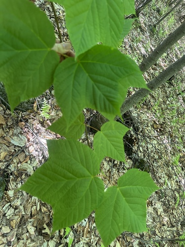 striped maple
