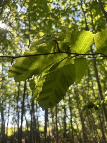 Beech Leaf Disease