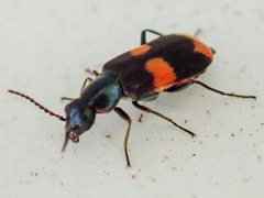 Anthocomus fasciatus