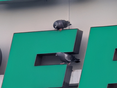 Feral Pigeon