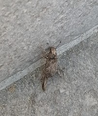 Toxonotus