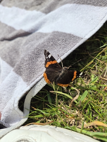 Red Admiral
