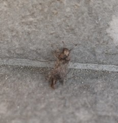 Toxonotus