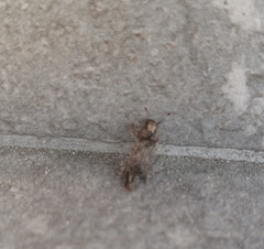 Toxonotus