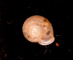 Vallonia pulchella