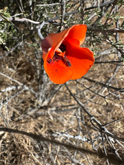 Calochortus kennedyi, photograph (c) Melanie J. Davis, some rights reserved (CC BY)