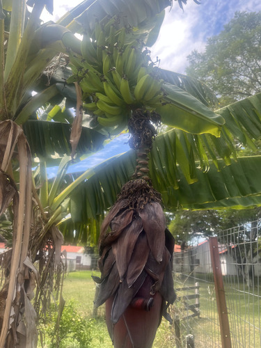 Plantain