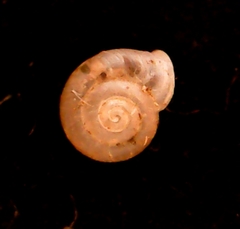 Vallonia pulchella
