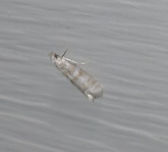 Ephestia columbiella