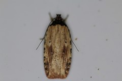 Agonopterix atrodorsella