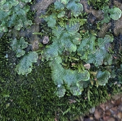 Snakewort