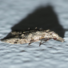 Carposinidae