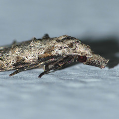 Carposinidae