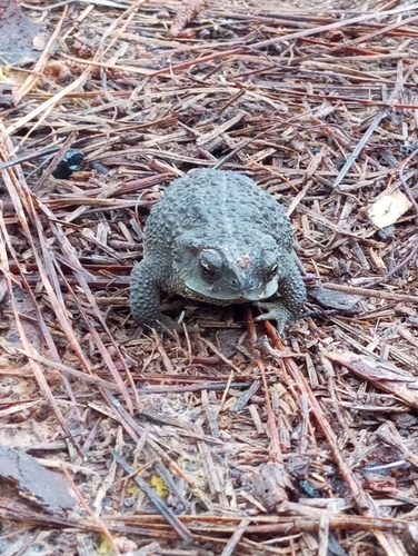 Bella Vista Toad