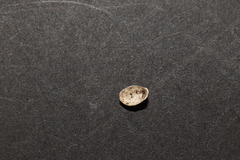 Ancylus fluviatilis