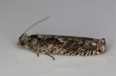 Pseudexentera spoliana