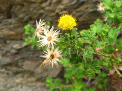 Pentatrichia petrosa