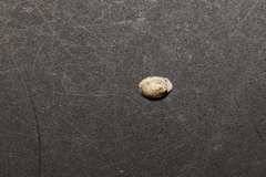 Ancylus fluviatilis