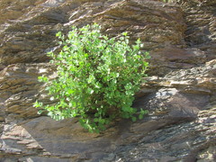 Pentatrichia petrosa