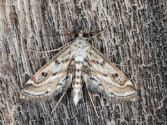 Parapoynx allionealis