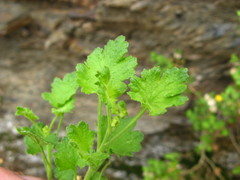 Pentatrichia petrosa