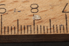 Ancylus fluviatilis