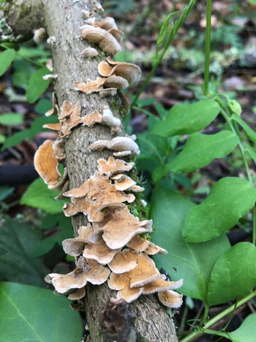 Stereum ochraceoflavum