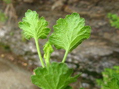 Pentatrichia petrosa