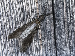 Chauliodes