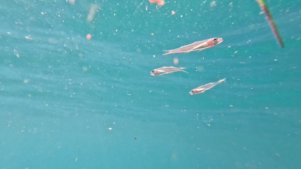 Glassy sprat (Hyperlophus translucidus) — Clupeidae