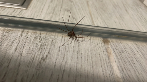 Mediterranean recluse