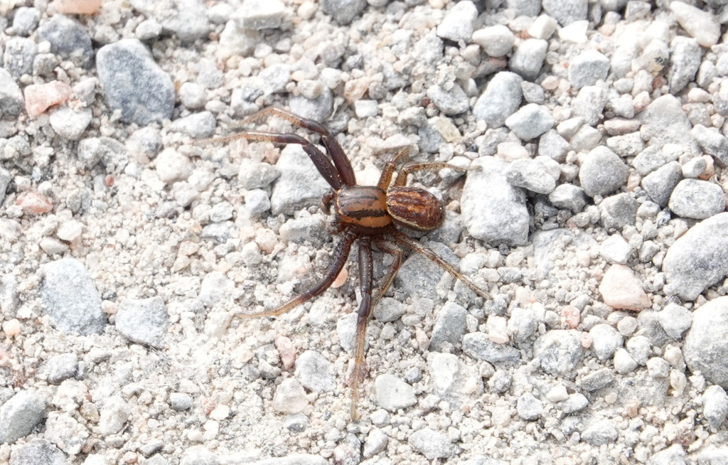 Xysticus luctans