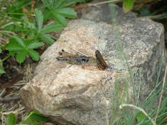 Gomphocerus sibiricus sibiricus