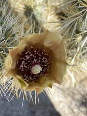 Cylindropuntia sanfelipensis