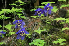 Aquilegia amurensis