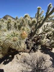 Cylindropuntia sanfelipensis