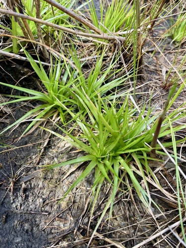 Eriocaulon compressum, photograph 4