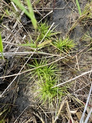 (c) James Hardee, some rights reserved (CC BY) Eriocaulon compressum, photograph (c) James Hardee, some rights reserved (CC BY)