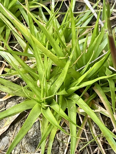 Eriocaulon compressum, photograph 6