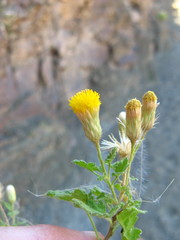 Pentatrichia petrosa