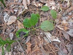 Pyrola elliptica