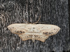 Scopula cacuminaria