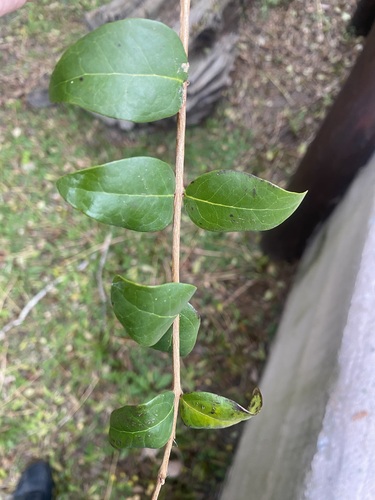 Surinam cherry