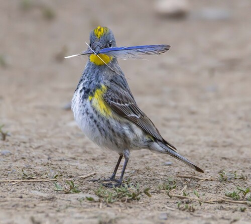 Yellow-rumped Warbler photographed in California