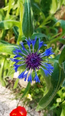 Centaurea montana